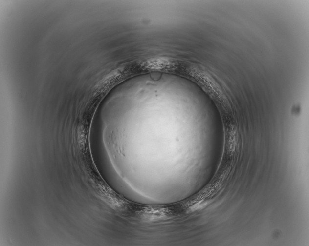 X0000096160569200801251130