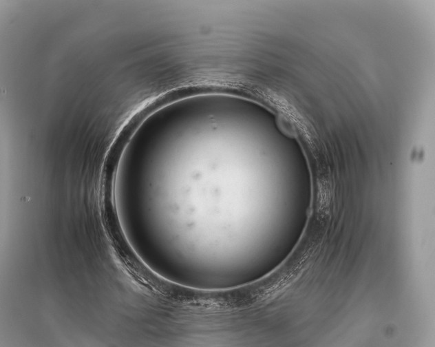 X0000096160580200801251129
