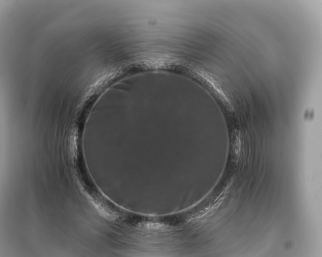 X0000096160590200801251129