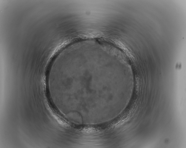X0000096160634200801251128