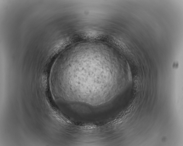 X0000096160642200801251128