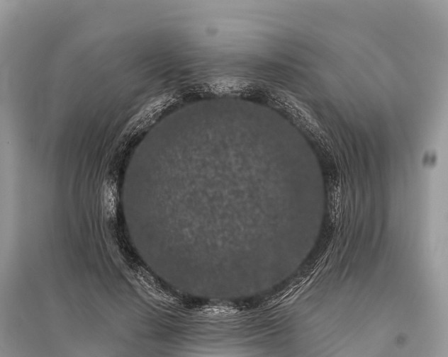 X0000096160644200801251128