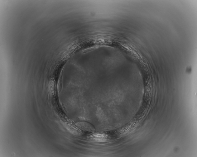 X0000096160659200801251128