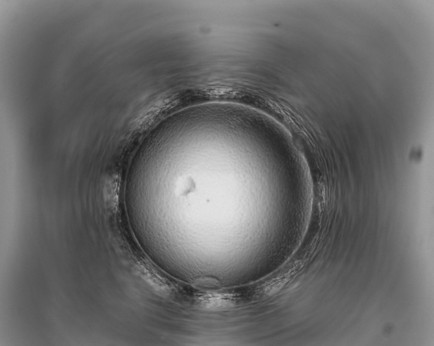X0000096160664200801251129
