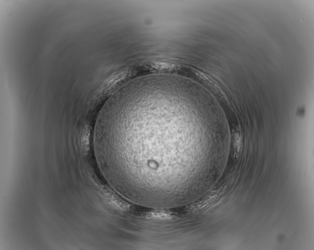 X0000096160668200801251129