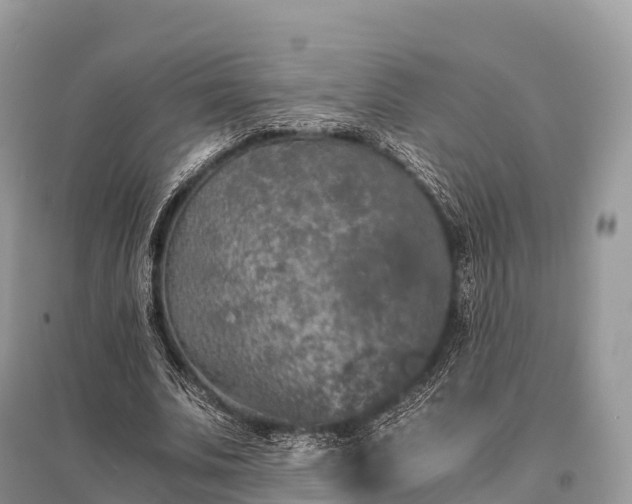 X0000096160679200801251128