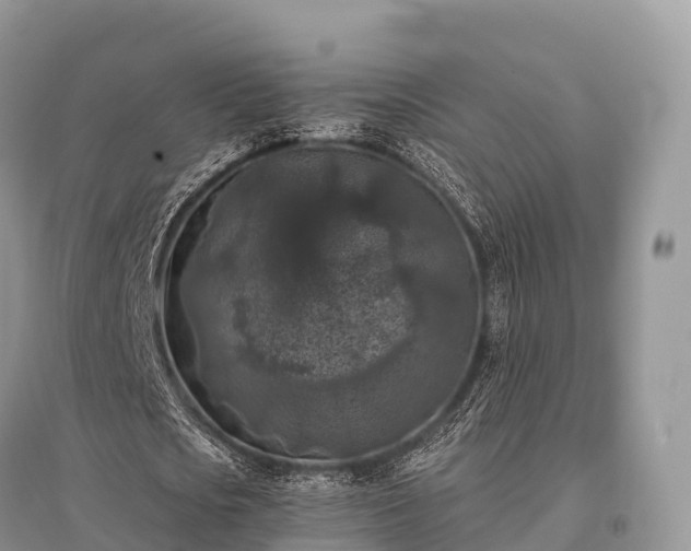 X0000096160721200801251126