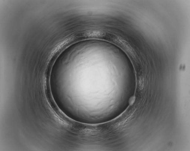 X0000096160725200801251126