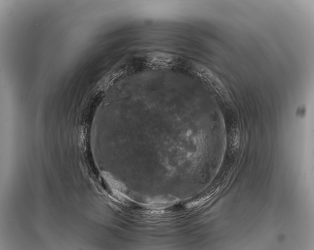X0000096160759200801251127