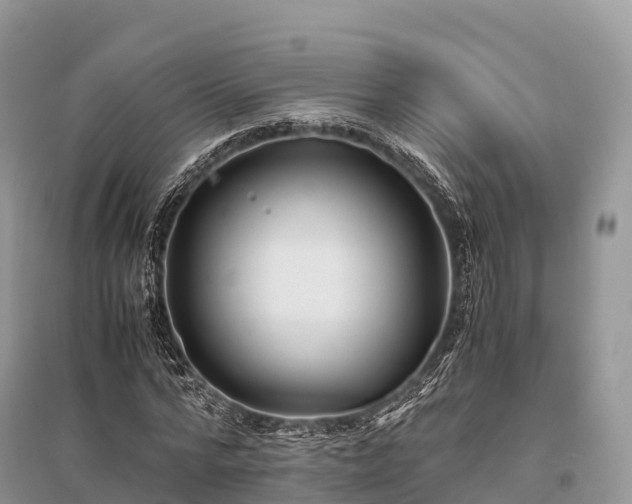 X0000096160776200801251126