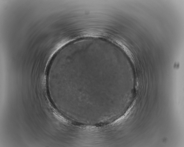 X0000096160779200801251126