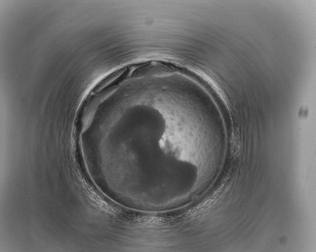 X0000096160783200801251126