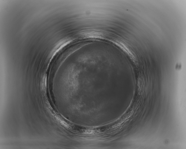 X0000096160790200801251126