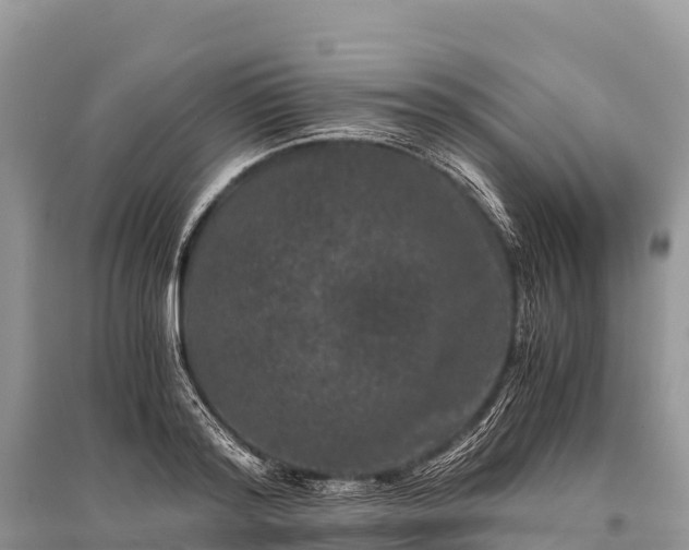 X0000096160796200801251126