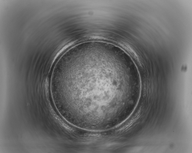 X0000096160798200801251126