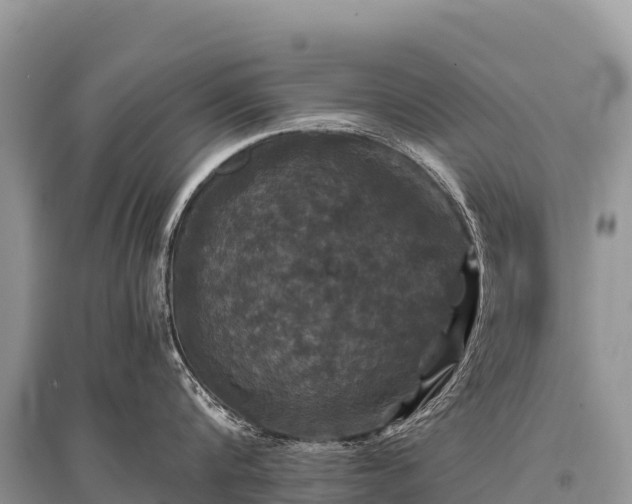 X0000096160816200801251126