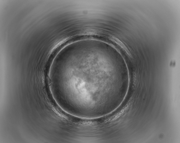 X0000096160826200801251125