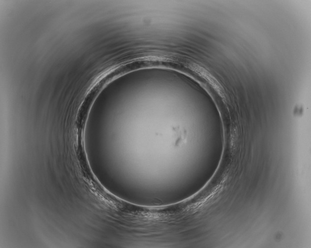 X0000096160829200801251125