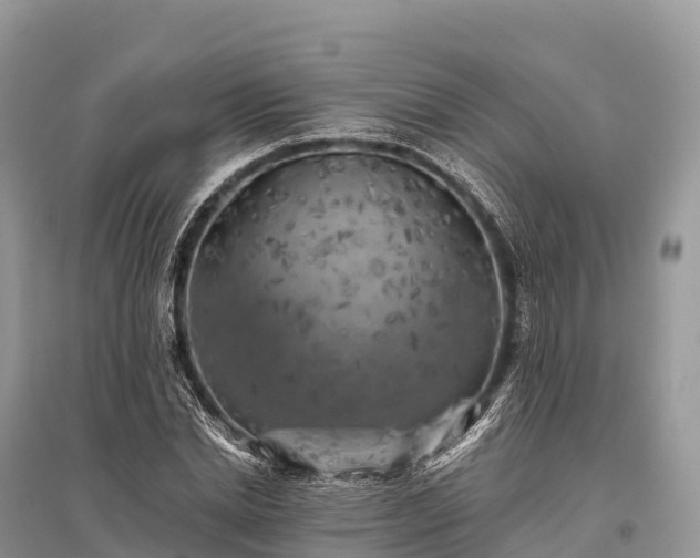 X0000096160830200801251125