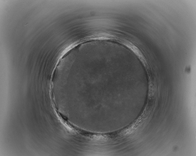 X0000096160850200801251125