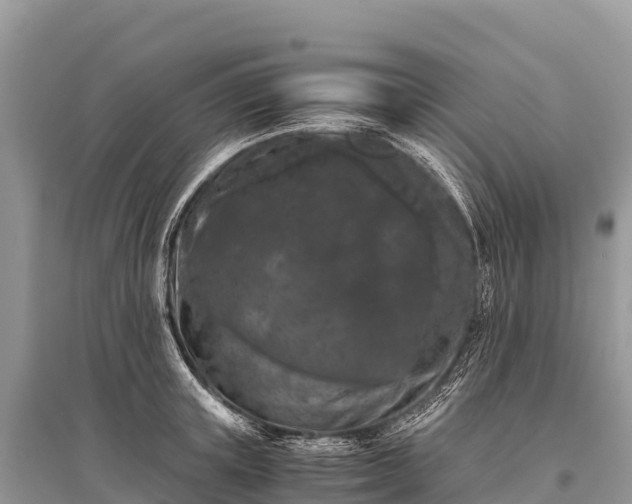 X0000096160851200801251125