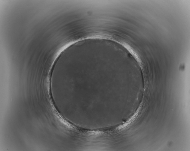 X0000096160854200801251126