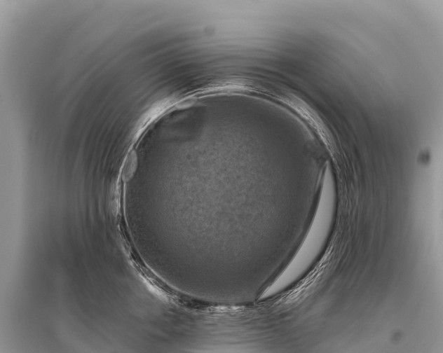 X0000096160858200801251126