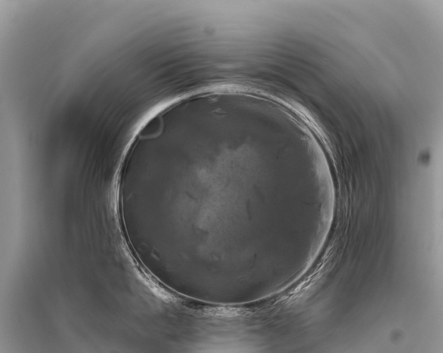 X0000096160862200801251126