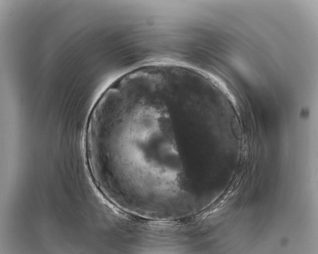 X0000096160863200801251126