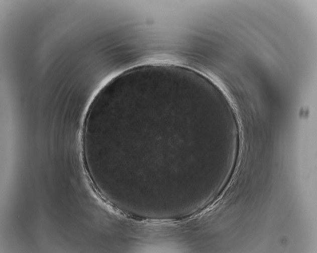 X0000096160864200801251126