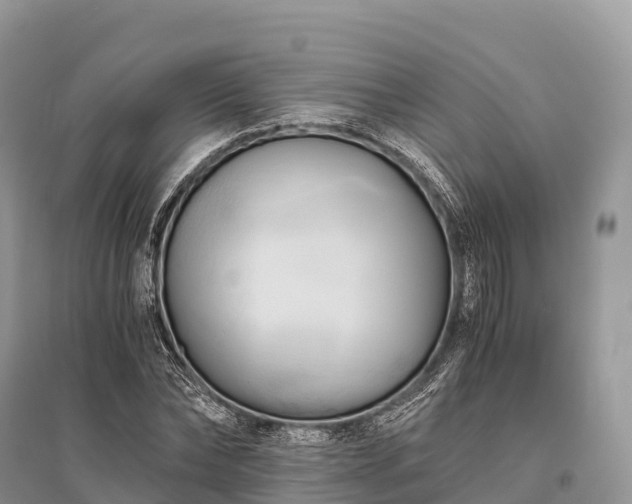 X0000096160878200801251125