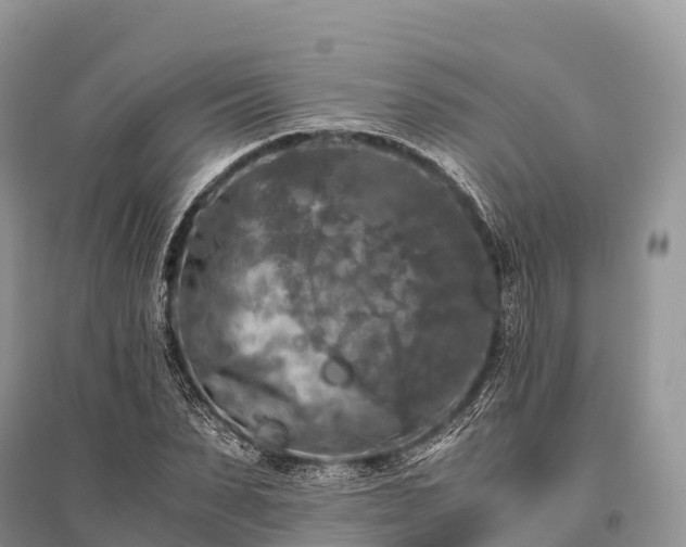 X0000096160879200801251125