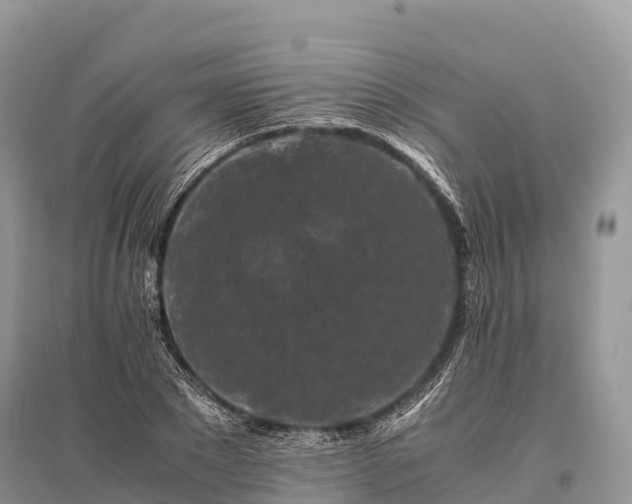 X0000096160881200801251125