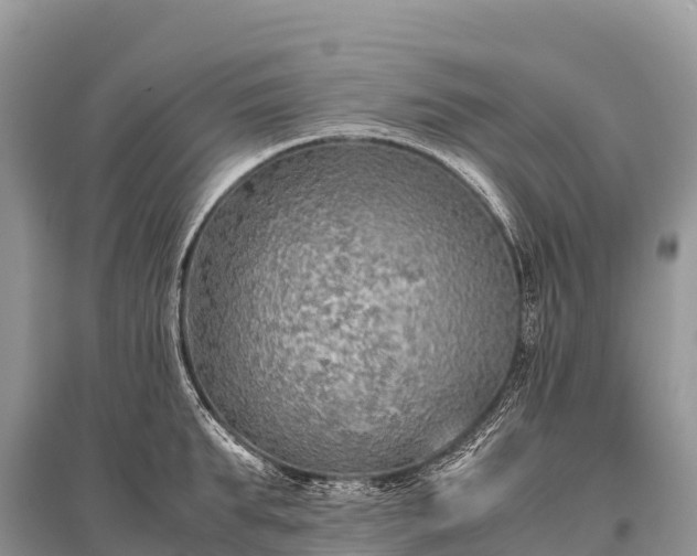 X0000096160903200801251124