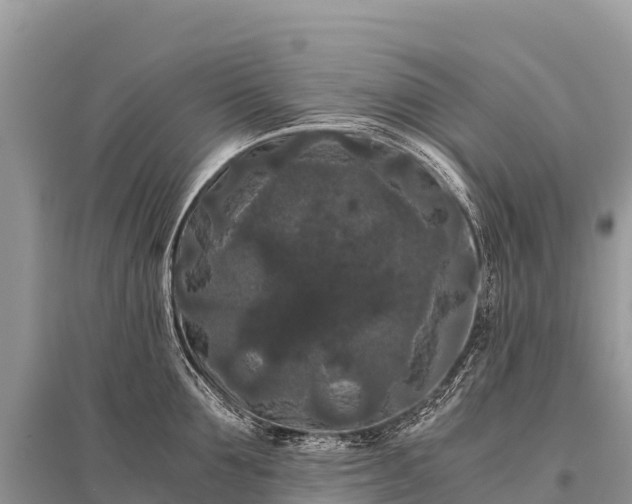 X0000096160907200801251124