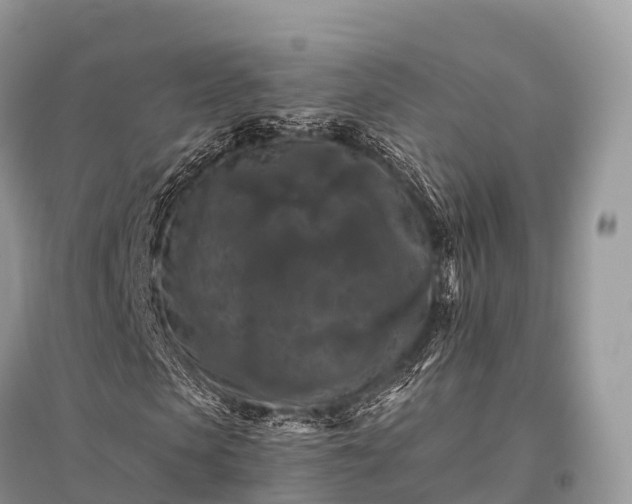 X0000096160913200801251124