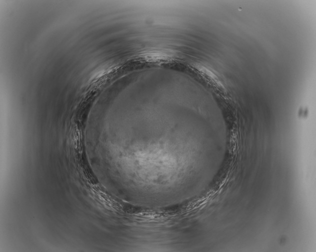 X0000096160917200801251124