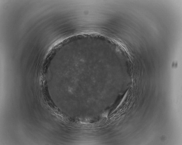 X0000096160920200801251124