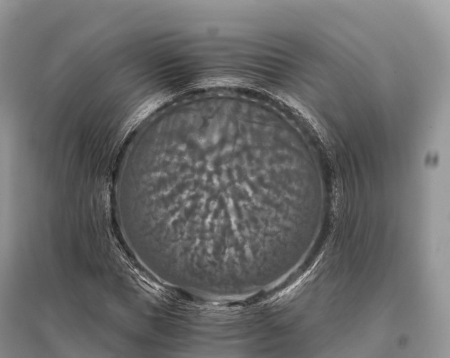 X0000096160921200801251124