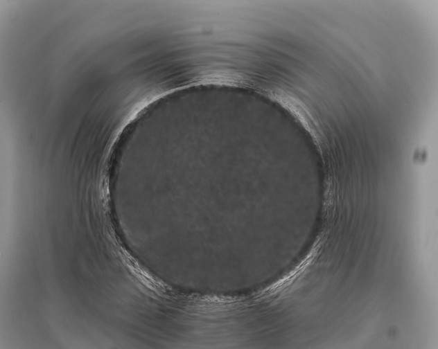 X0000096160923200801251124