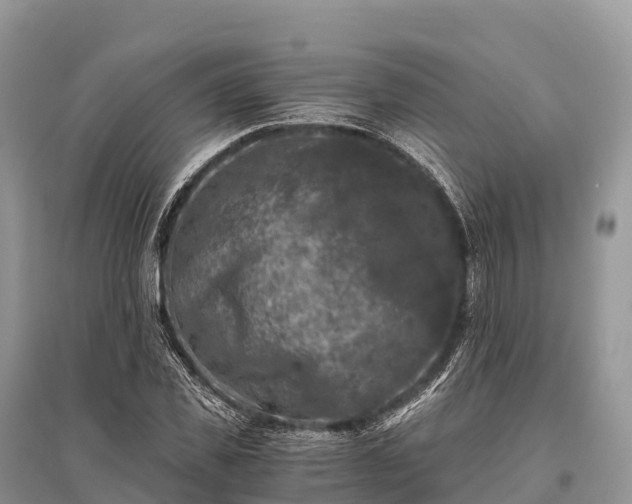 X0000096160925200801251124