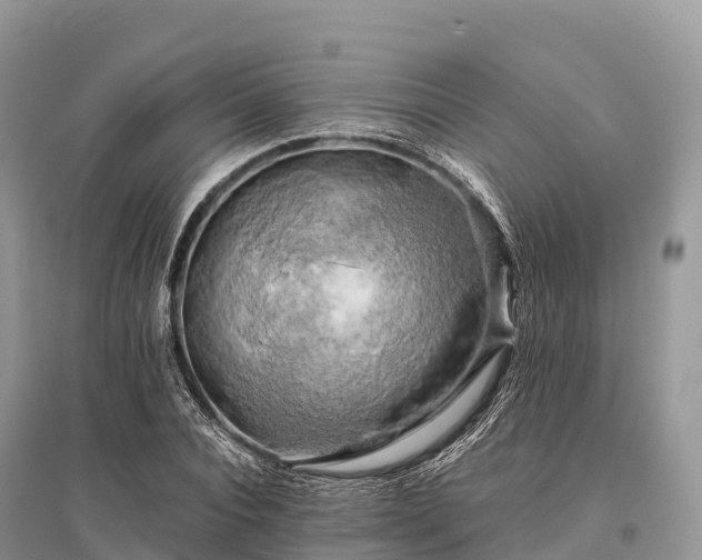 X0000096160928200801251124