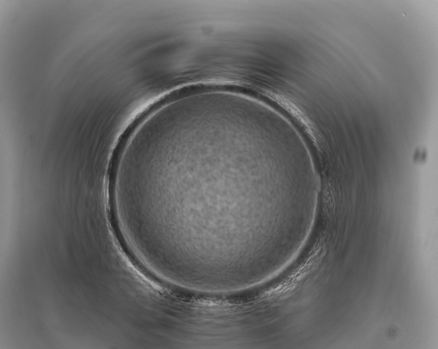 X0000096160935200801251124