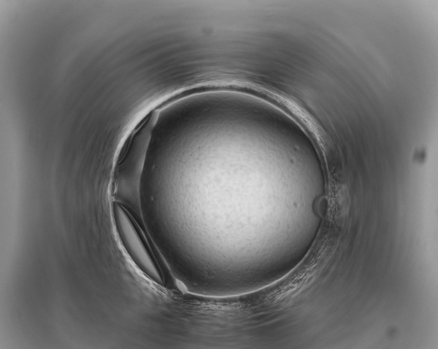 X0000096160951200801251124