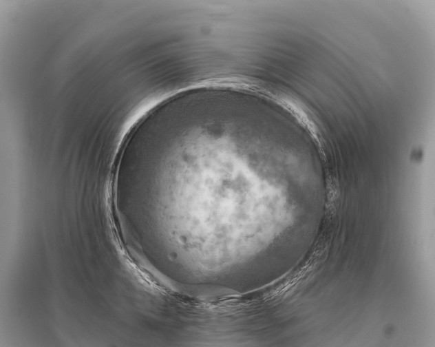 X0000096160952200801251124