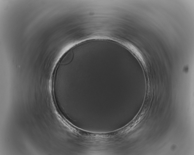 X0000096160958200801251124