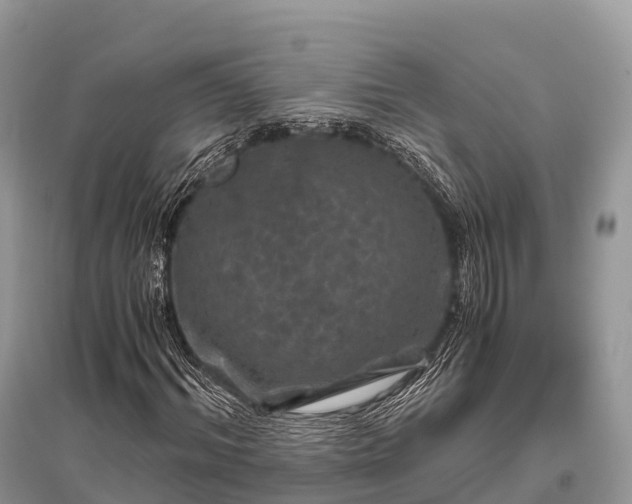 X0000096160964200801251124