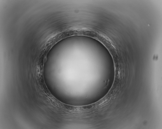 X0000096160966200801251124