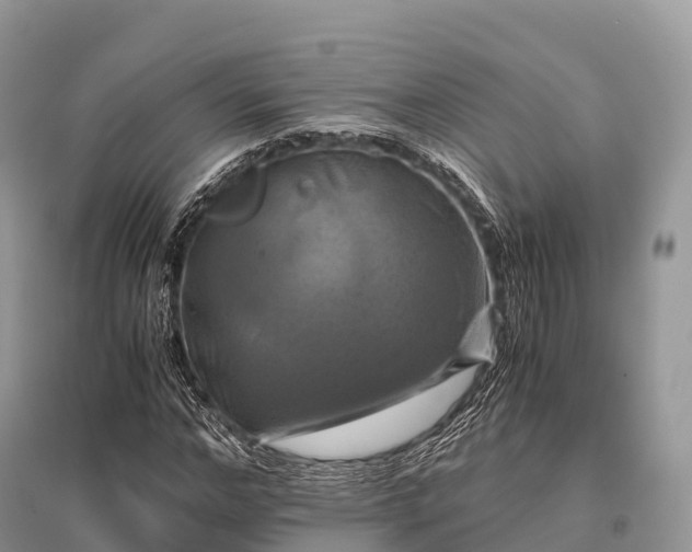 X0000096160968200801251124