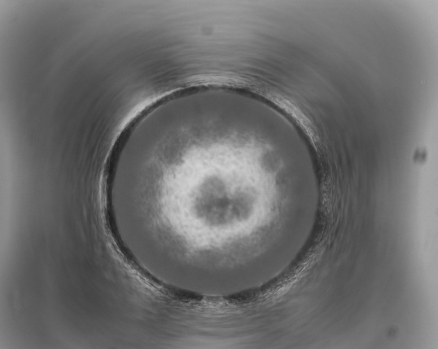X0000096160983200801251123